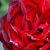 Roșu - Trandafir pentru straturi Floribunda - A pesti srácok emléke